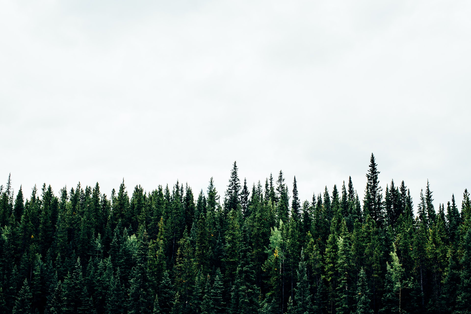 A forest of trees with the sky in the background.